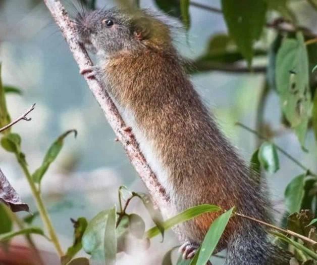 Reaparece en Machu Picchu después de 10 años la Rata de bambú Reaparece en Machu Picchu después de 10 años la Rata de bambú
