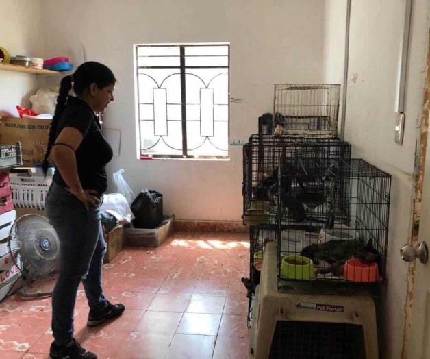Sufren animales de abandono y maltrato Sufren animales de abandono y maltrato