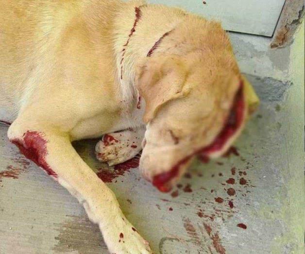 ‘El Güerejo’, caso impune pese a la saña vs. el animal ‘El Güerejo’, caso impune pese a la saña vs. el animal