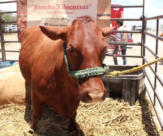 Empiezan a vender orillados por sequía Empiezan a vender orillados por sequía