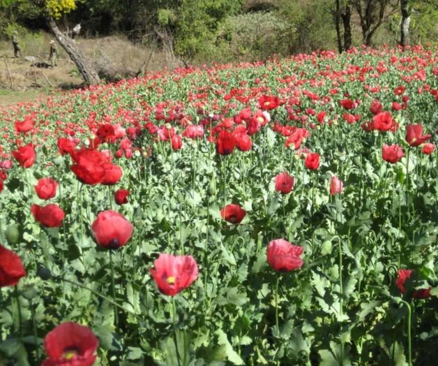 Buscan legalizar cultivo de amapola en Guerrero Buscan legalizar cultivo de amapola en Guerrero