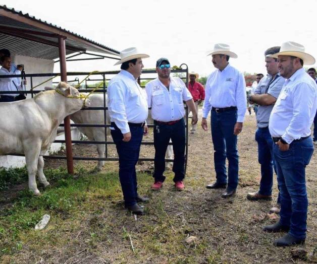 Impulso al sector ganadero estatal. Benefician con sementales a productores Impulso al sector ganadero estatal. Benefician con sementales a productores