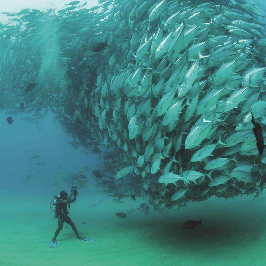 UNA BELLEZA BAJO EL MAR. Los Cabos cuenta con distintas especies de animales marítimos.