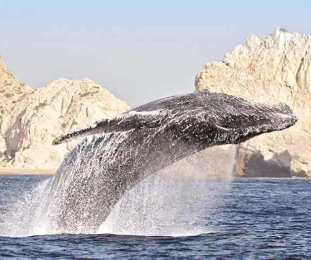 ‘El acuario del mundo’ ‘El acuario del mundo’