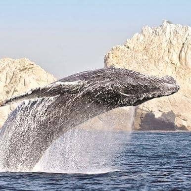 DE TODO. Hay ballenas jorobadas, tiburones ballena y mantarrayas.