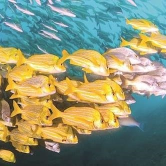 MULTICOLOR. Es una gama de colores y de especies las que esconde debajo del mar de Los Cabos.