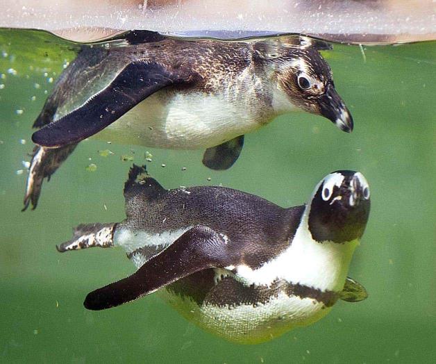 Determinantes las aguas marinas para mitigar el cambio climático Determinantes las aguas marinas para mitigar el cambio climático