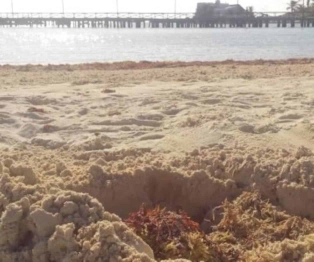 Entierran sargazo y dañan las dunas Entierran sargazo y dañan las dunas