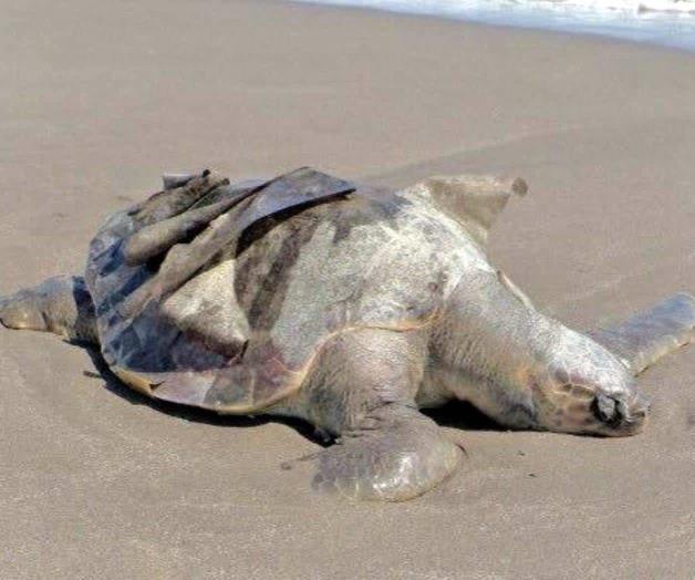Indagan la posible asfixia de tortugas Indagan la posible asfixia de tortugas