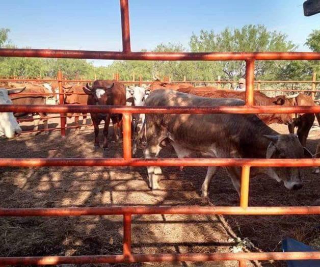 Subastan cabezas de ganado bovino Subastan cabezas de ganado bovino