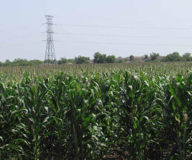 Exhortan a cumplir trámites de apoyos Exhortan a cumplir trámites de apoyos