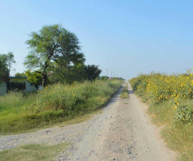 Abunda hierba en bordos Abunda hierba en bordos