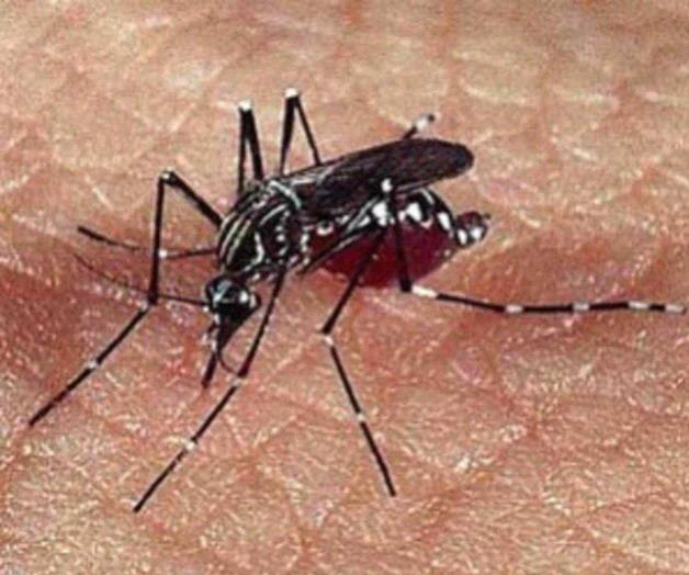 Detectan nuevos casos de dengue Detectan nuevos casos de dengue