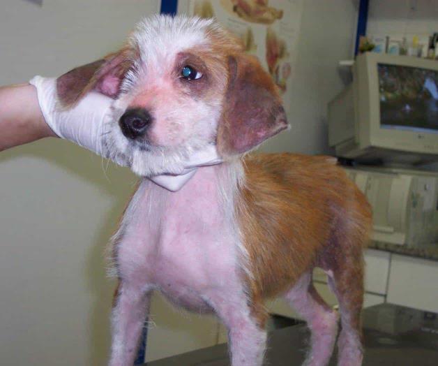 Reiteran llamado a cuidar mascotas Reiteran llamado a cuidar mascotas