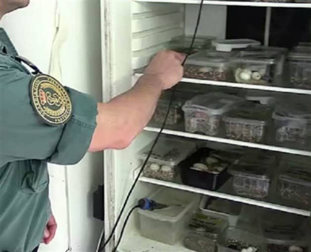 Desmantelan criaderos ilegales de tortugas en Europa Desmantelan criaderos ilegales de tortugas en Europa