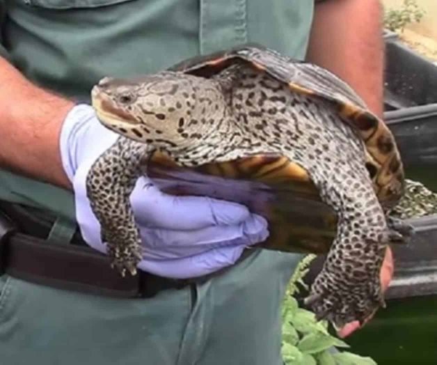 Desmantelan criaderos ilegales de tortugas en Europa Desmantelan criaderos ilegales de tortugas en Europa
