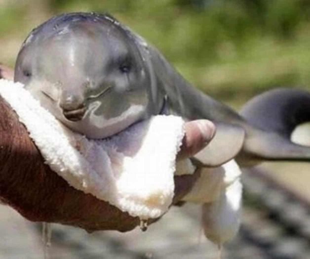 Nace delfín en cautiverio en Sonora Nace delfín en cautiverio en Sonora