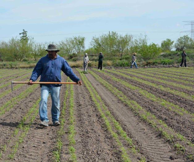 Contrataron EU y Canadá a 375 jornaleros reynosenses Contrataron EU y Canadá a 375 jornaleros reynosenses