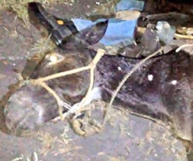 Rayo mata a un hombre y a su burro en Nuevo León Rayo mata a un hombre y a su burro en Nuevo León