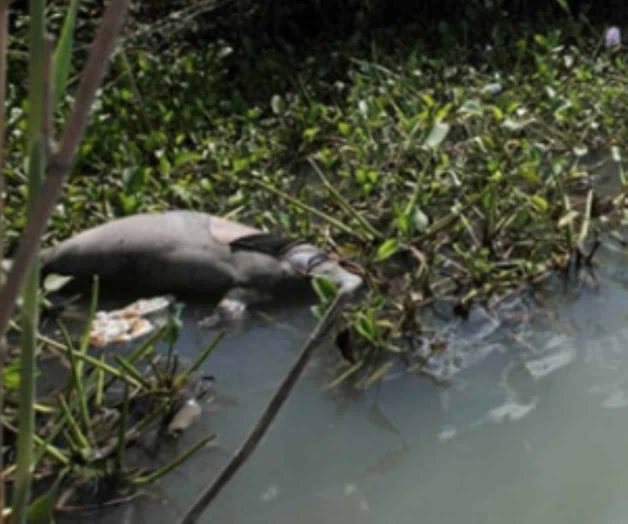 Encuentran en Tabasco otro manatí muerto Encuentran en Tabasco otro manatí muerto