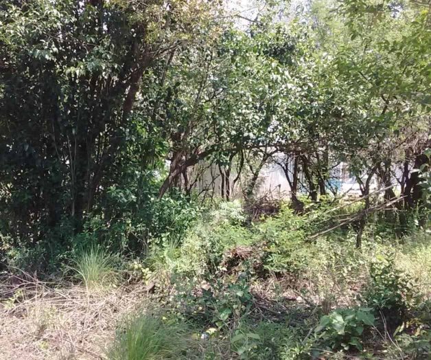 Abundan terrenos enmontados en DO Abundan terrenos enmontados en DO