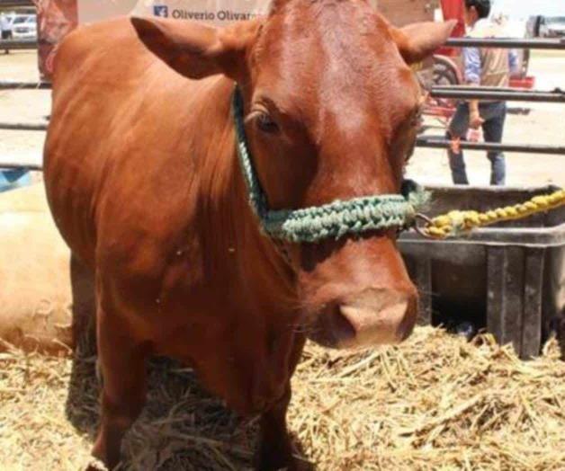 Subastarán sementales de registro, con subsidio Subastarán sementales de registro, con subsidio