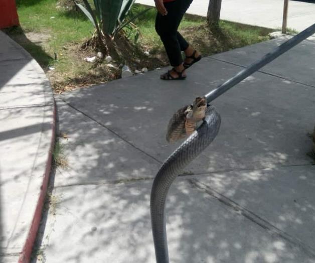 Devuelven especies capturadas a ecosistema Devuelven especies capturadas a ecosistema