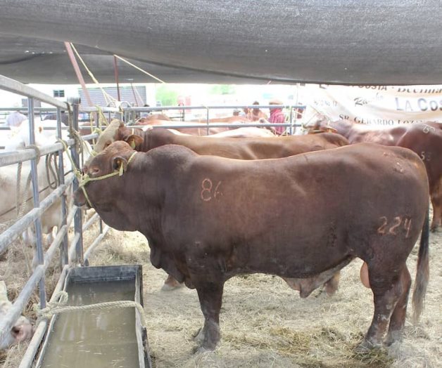 Desprecian subsidio a causa de la sequía. Evento de Mejoramiento Genético 2018 Desprecian subsidio a causa de la sequía. Evento de Mejoramiento Genético 2018