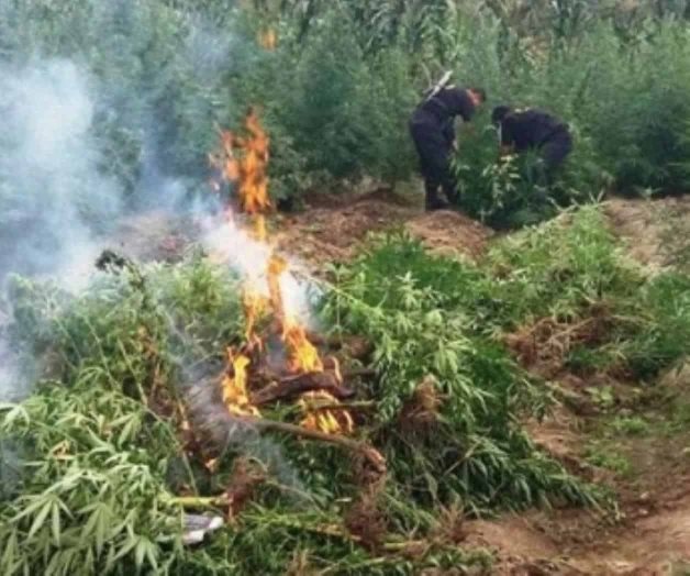 Incineran más de 300 mil plantas de marihuana en Jalisco Incineran más de 300 mil plantas de marihuana en Jalisco