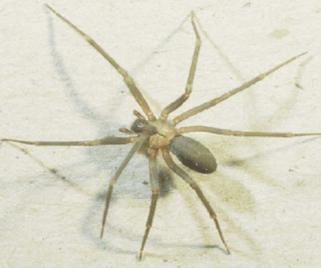 Muere bebé por picadura de araña violinista en Nayarit