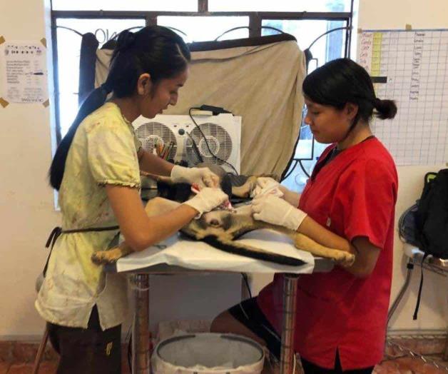 Hay formas de esterilizar, a bajo costo o con padrinos Hay formas de esterilizar, a bajo costo o con padrinos