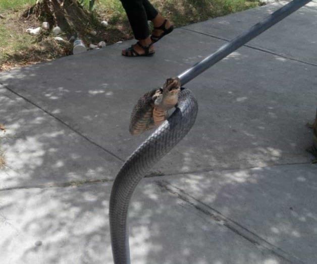 Protegen mascotas y fauna Protegen mascotas y fauna