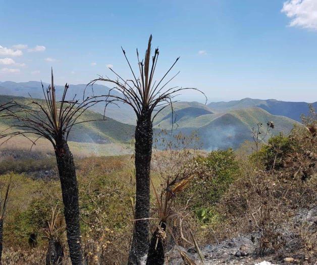Contienen incendio forestal, continúan trabajos de sofocamiento Contienen incendio forestal, continúan trabajos de sofocamiento
