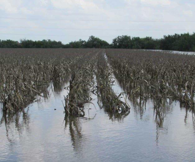 Dobletean con maíces ‘ahogados’. Comercializan siembras inundadas Dobletean con maíces ‘ahogados’. Comercializan siembras inundadas