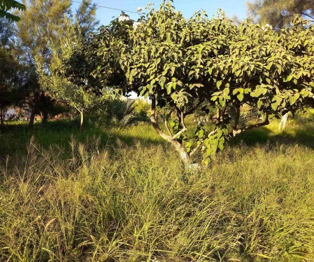 Demandan vecinos de Fuentes limpieza de Plaza la Amistad Demandan vecinos de Fuentes limpieza de Plaza la Amistad