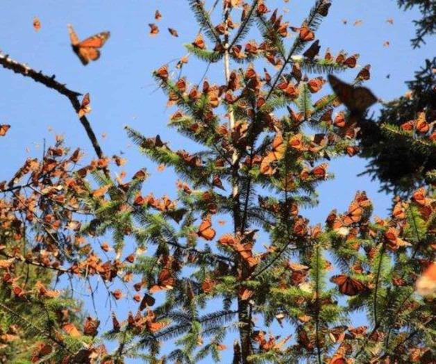 Montreal celebra primera ‘Fiesta Monarca’ para proteger a las mariposas Montreal celebra primera ‘Fiesta Monarca’ para proteger a las mariposas