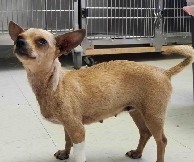 Piden donaciones para evitar sacrificio de canes Piden donaciones para evitar sacrificio de canes