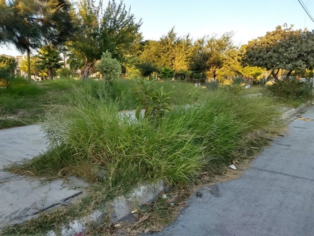 Demandan vecinos de Fuentes limpieza de Plaza la Amistad Demandan vecinos de Fuentes limpieza de Plaza la Amistad