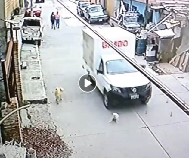 🎥 Difunden video donde camioneta de Bimbo atropella a un perro