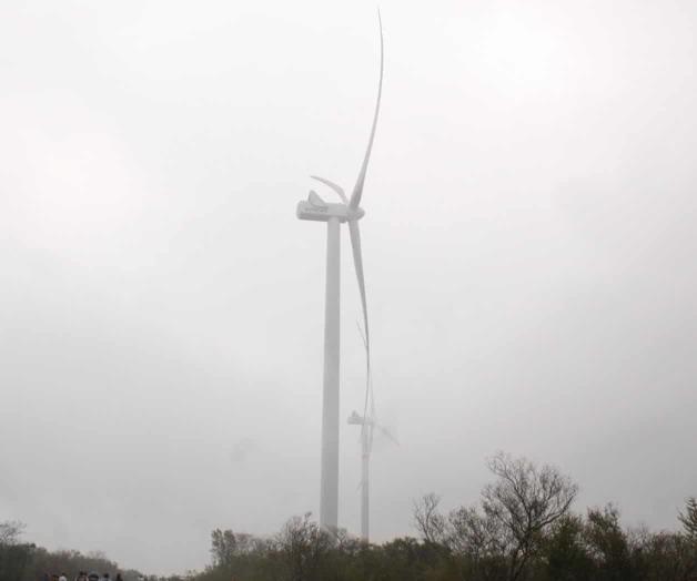 Muere en Llera jefe de maquinaria por ataque de abejas Muere en Llera jefe de maquinaria por ataque de abejas