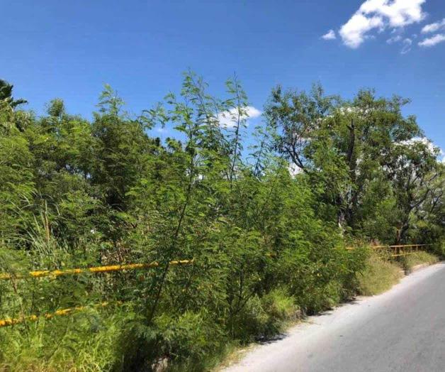 Hierbas, maleza y árboles invaden las vías y accesos Hierbas, maleza y árboles invaden las vías y accesos