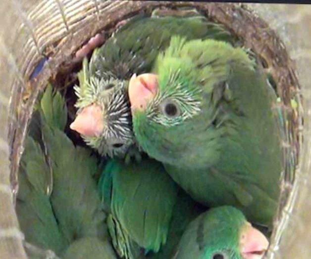 Encabeza UTRGV el estudio de loros Encabeza UTRGV el estudio de loros