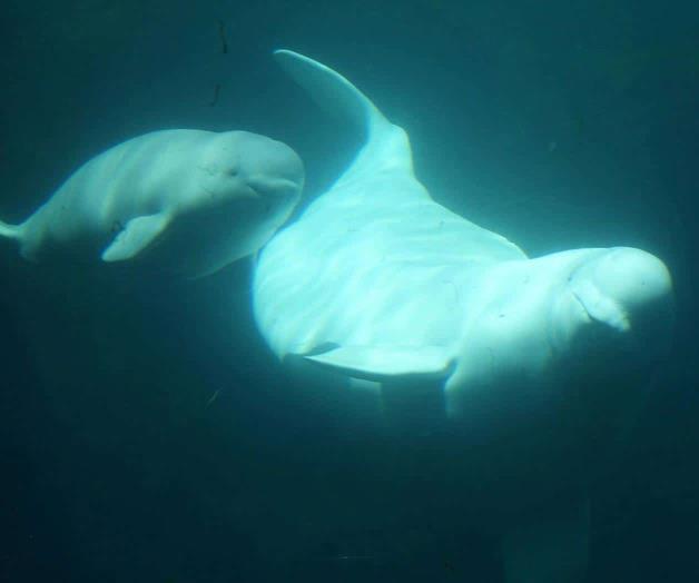 La menopausia también afecta a los animales La menopausia también afecta a los animales