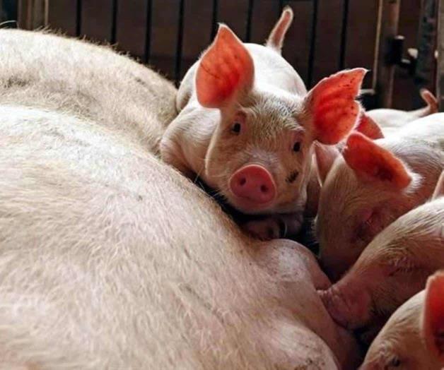 Alerta en China por brote de peste porcina africana