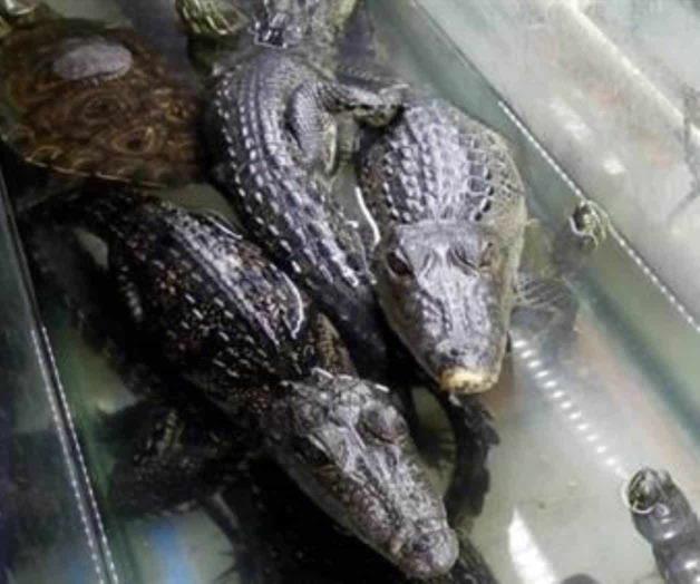 Van contra venta ilegal de animales