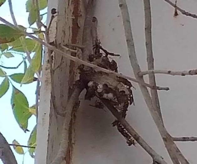 Logra balonazo descubrir panal Logra balonazo descubrir panal