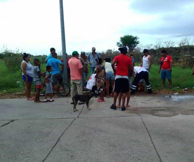 Apunta la UMA: son excesivos cocodrilos Apunta la UMA: son excesivos cocodrilos