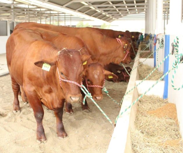 Aumenta la exportación ganadera pese a sequía Aumenta la exportación ganadera pese a sequía