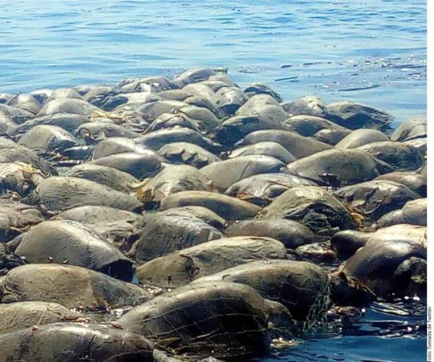Mueren 350 tortugas por red de pesca en Oaxaca Mueren 350 tortugas por red de pesca en Oaxaca