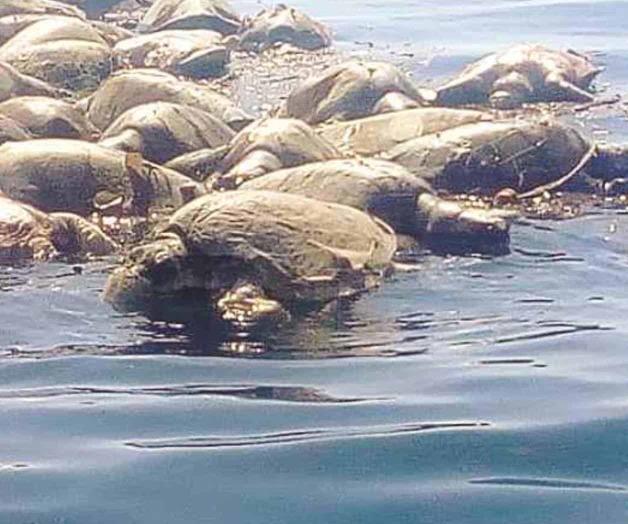 Señalan causas de muerte de tortugas Señalan causas de muerte de tortugas